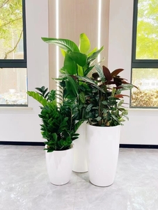 鄞州绿植租赁价格